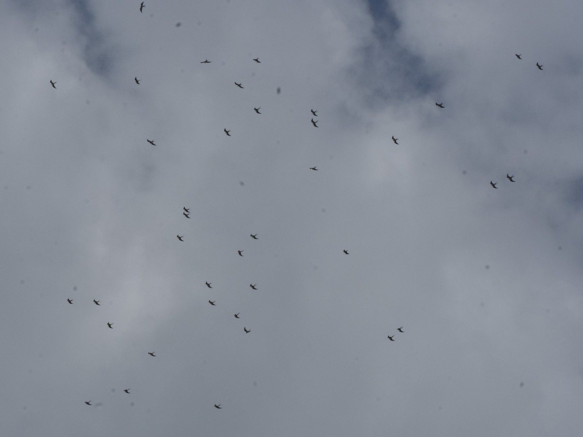 Swallow-tailed Kite - ML171438361