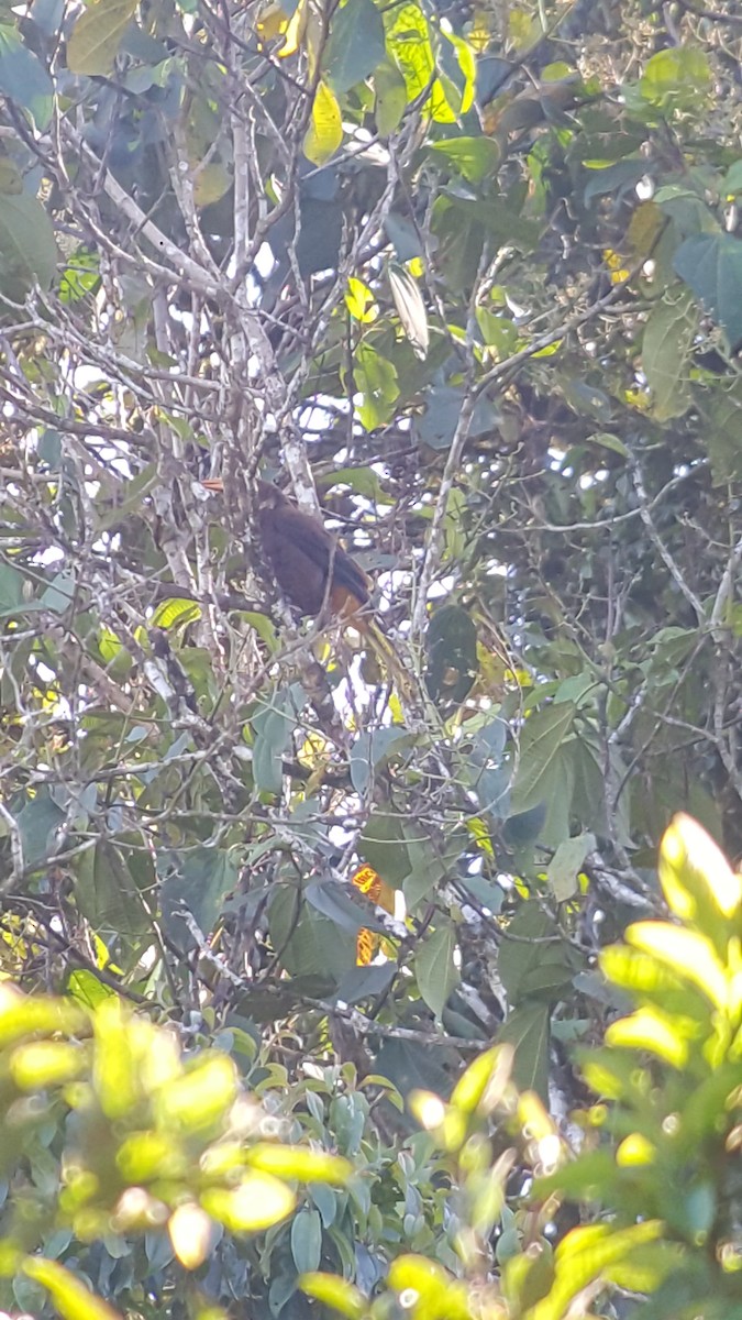 Russet-backed Oropendola (Russet-backed) - ML171438651