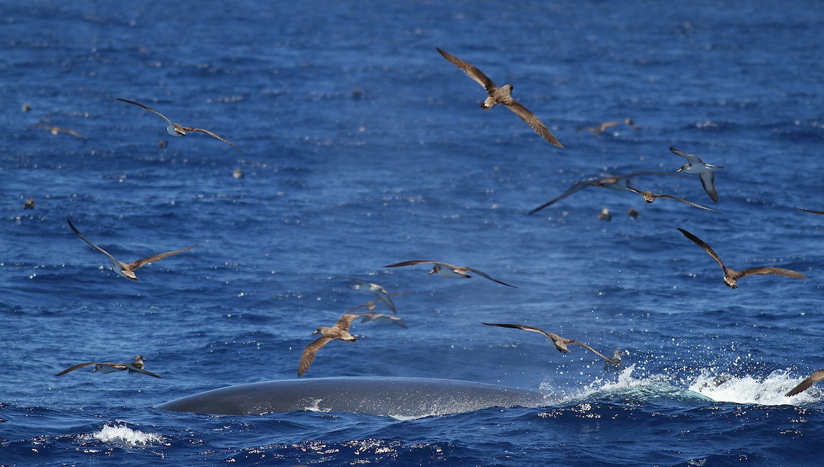 Cory's Shearwater - ML171440161