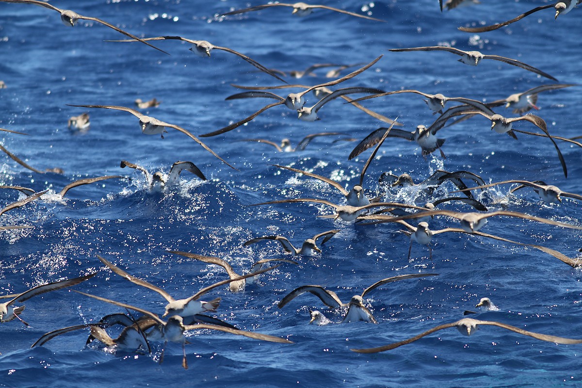 Cory's Shearwater - ML171440181