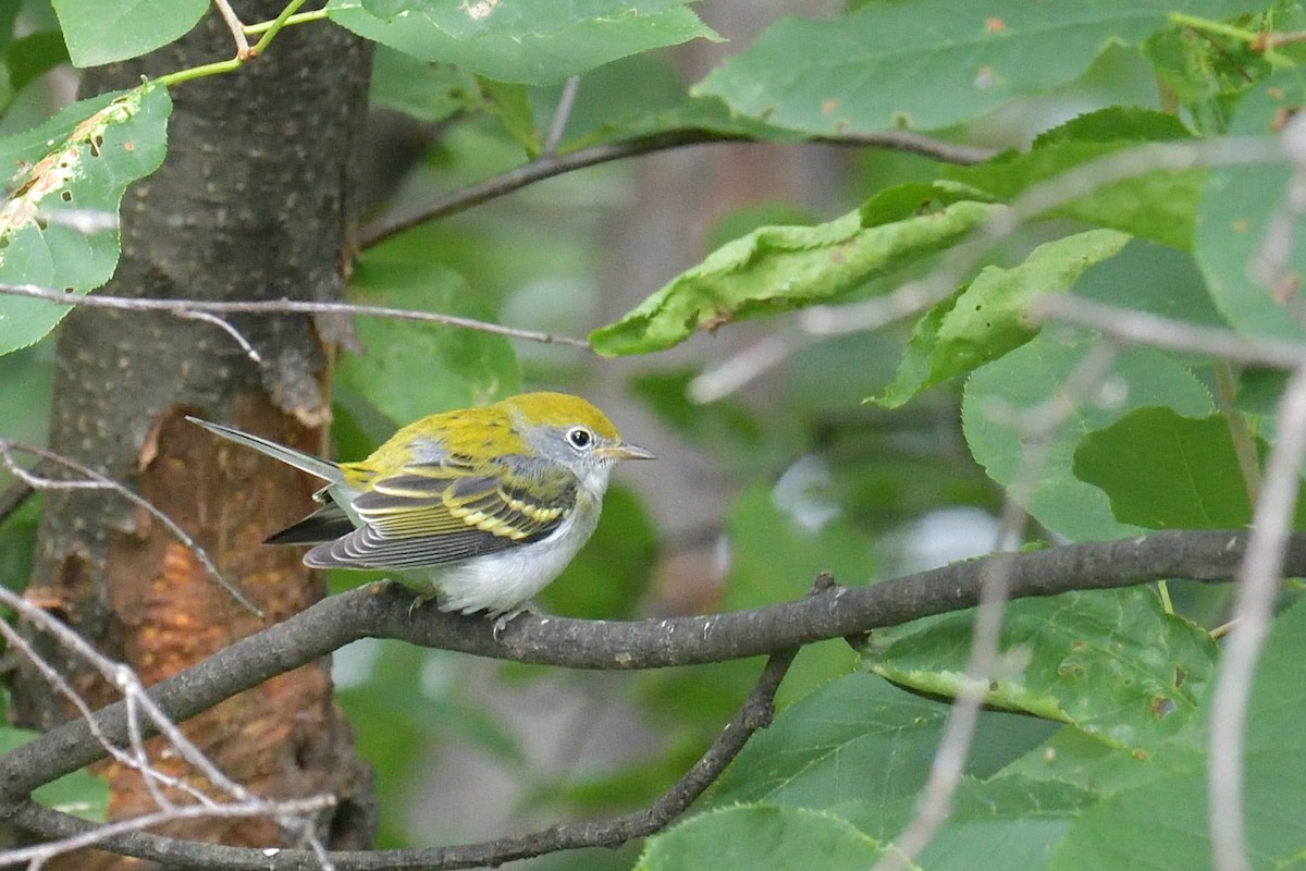 Chestnut-sided Warbler - ML171441201