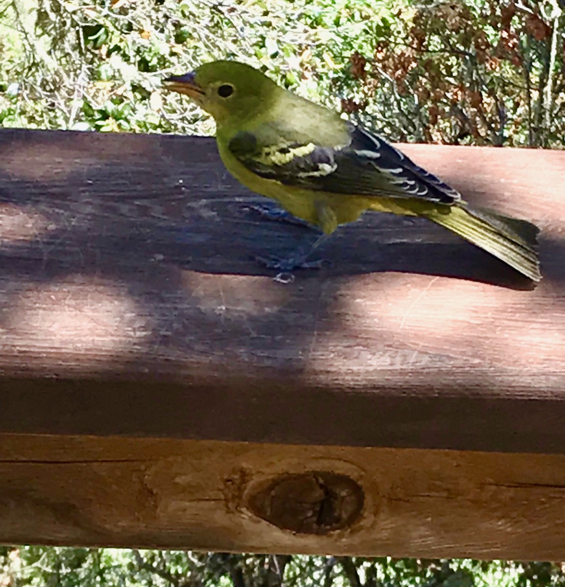 Western Tanager - ML171442411