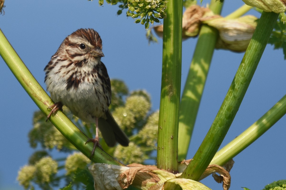 Song Sparrow - Marie O'Neill