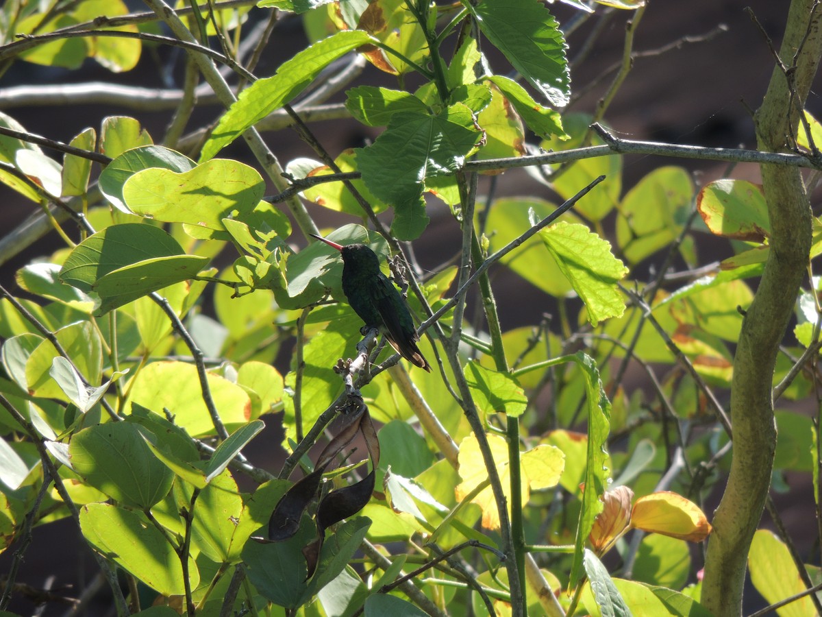 Glittering-bellied Emerald - ML171446441