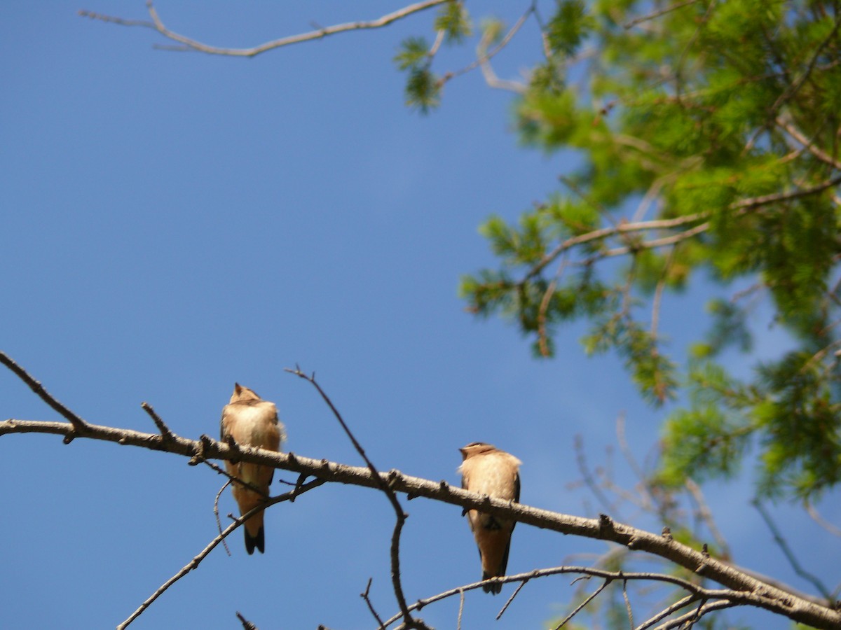 Golondrina Común - ML171446471