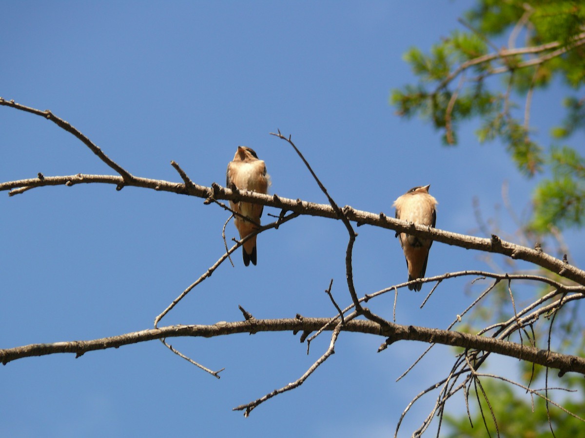 Golondrina Común - ML171446501