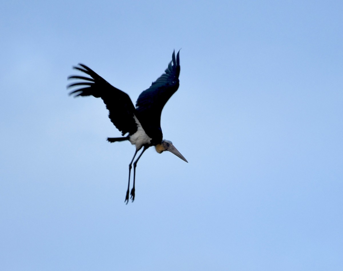 Lesser Adjutant - ML171447801