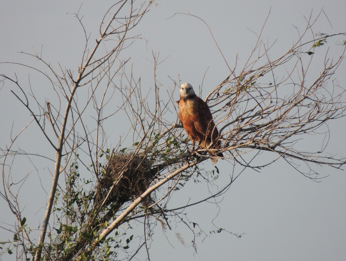 Black-collared Hawk - ML171448021