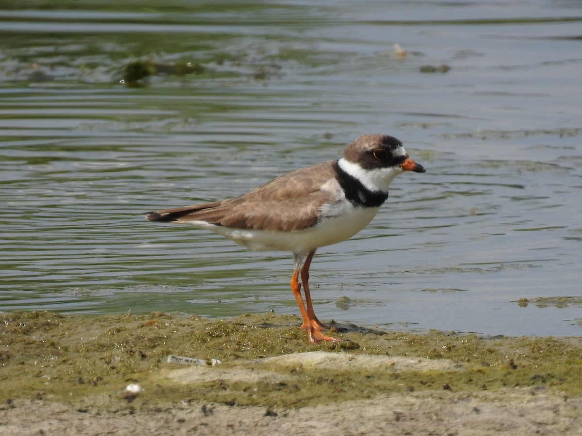 Semipalmated Plover - ML171448181