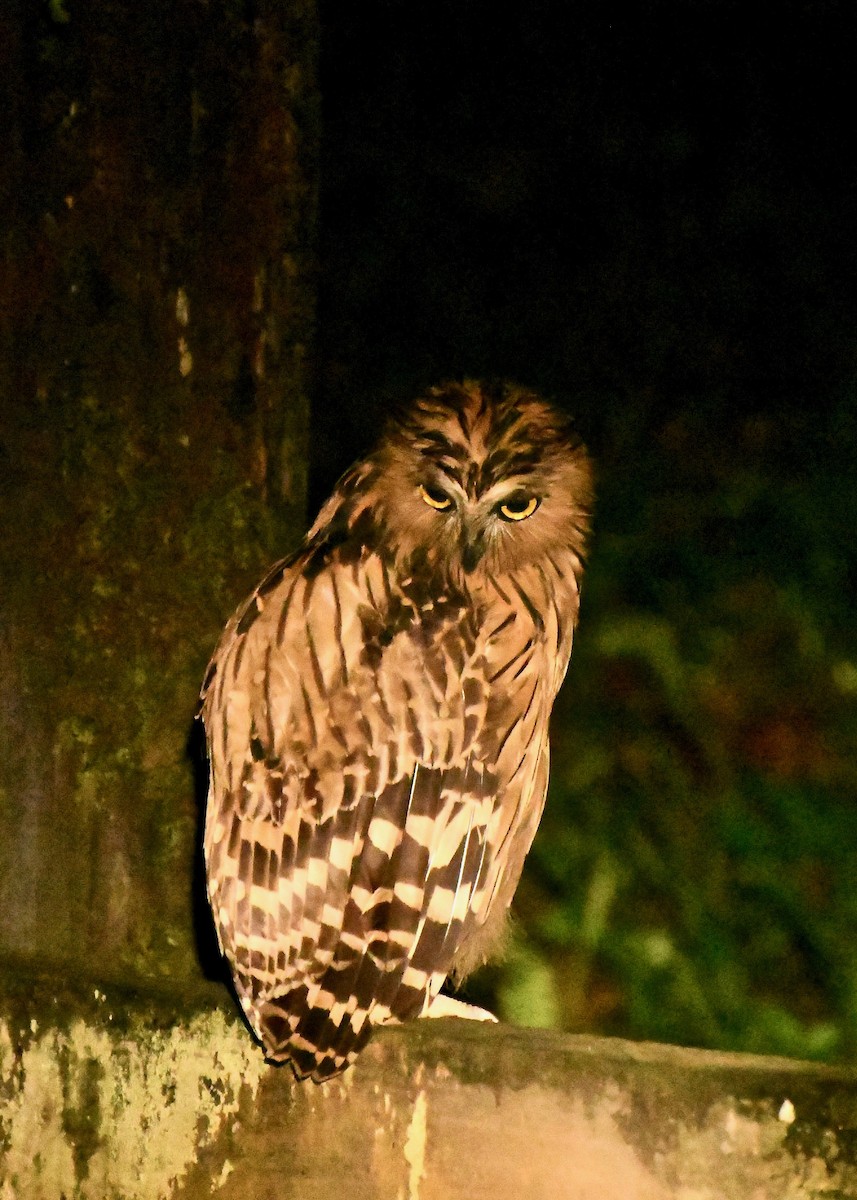 Buffy Fish-Owl - Theresa Bucher