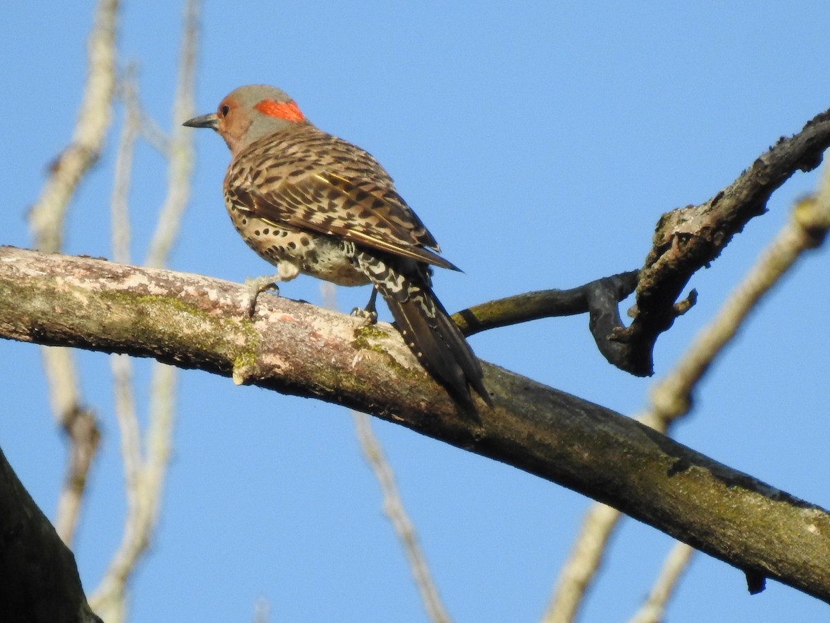 Northern Flicker - ML171451151