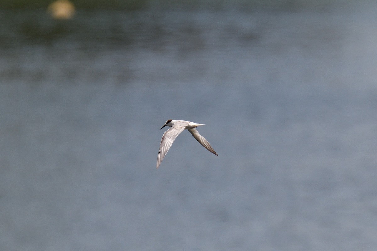 Little Tern - terence zahner