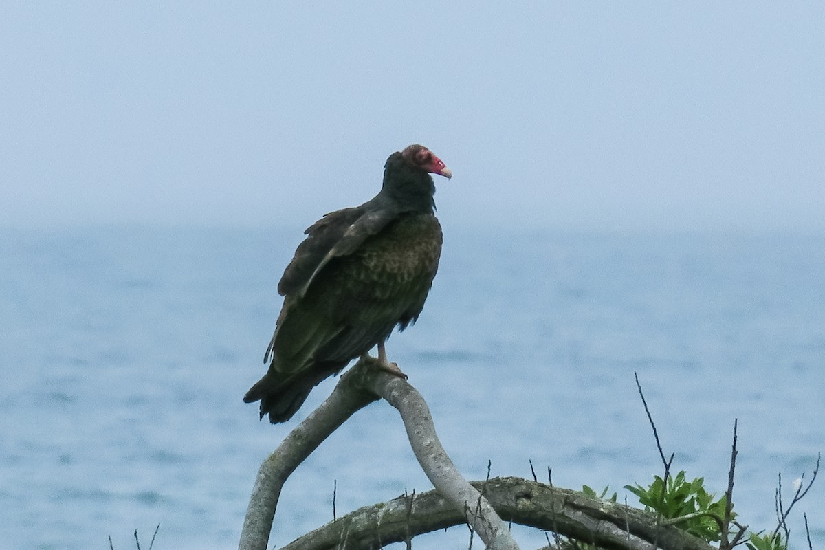 Turkey Vulture - graichen & recer