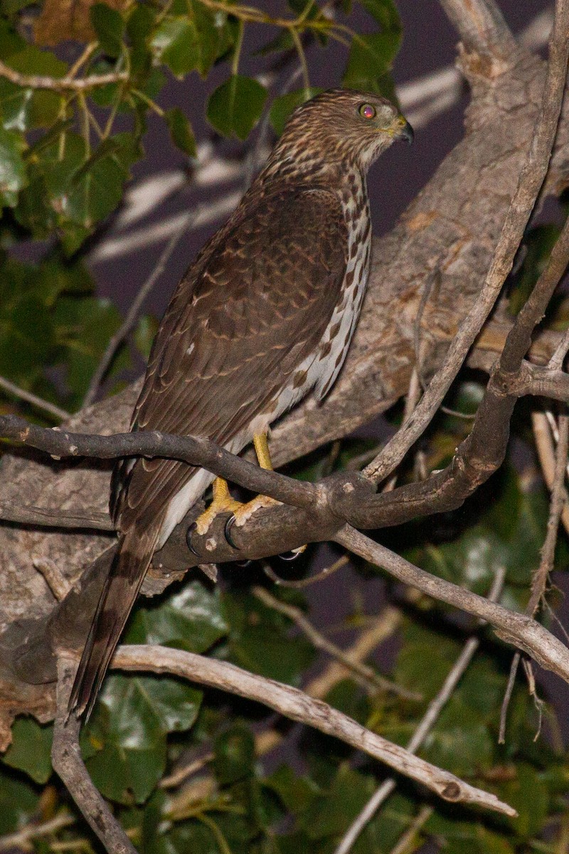 Cooper's Hawk - ML171454711