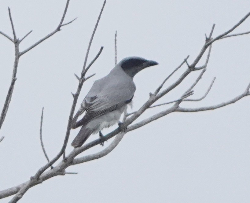 Black-faced Cuckooshrike - ML171454931