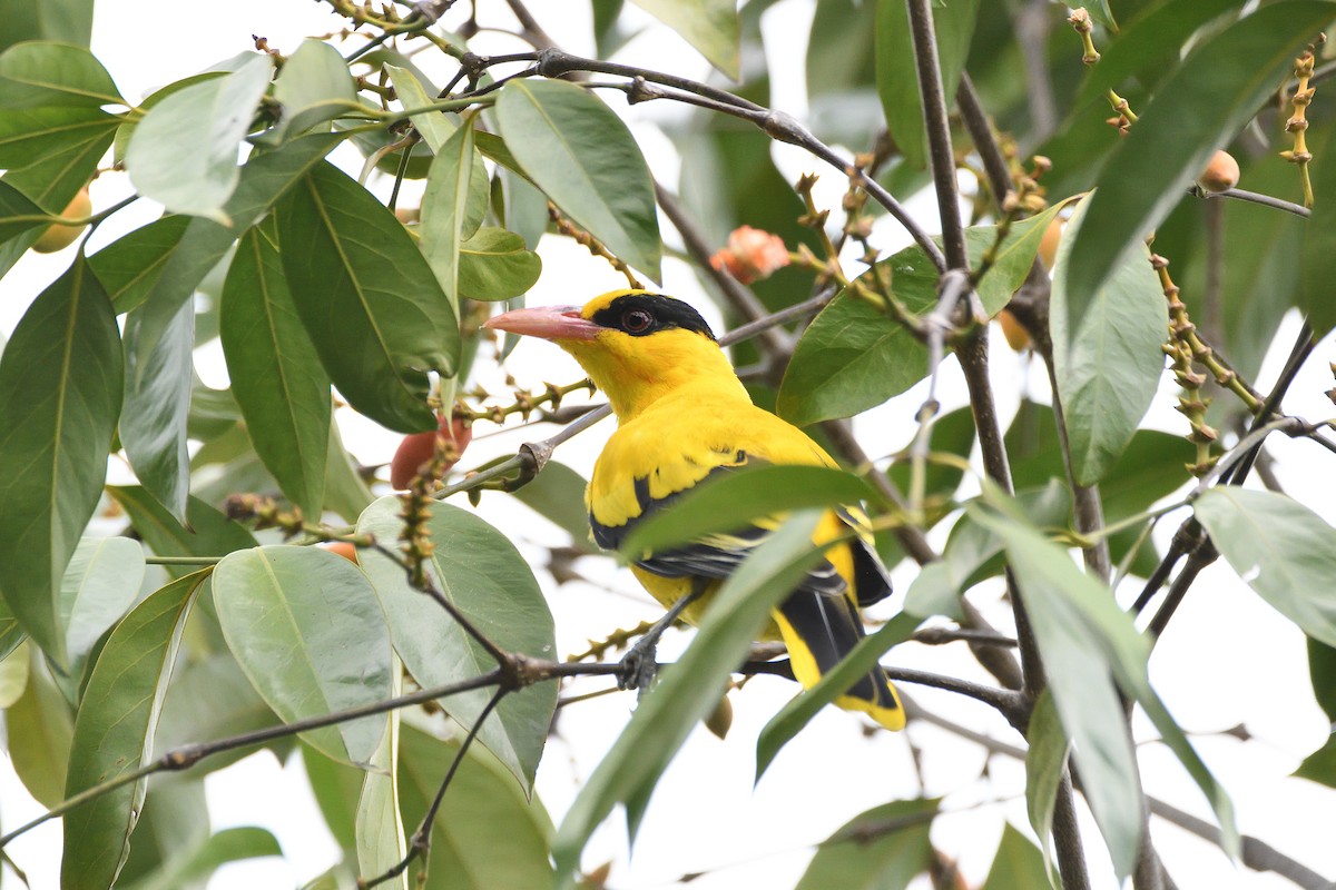 Black-naped Oriole - terence zahner