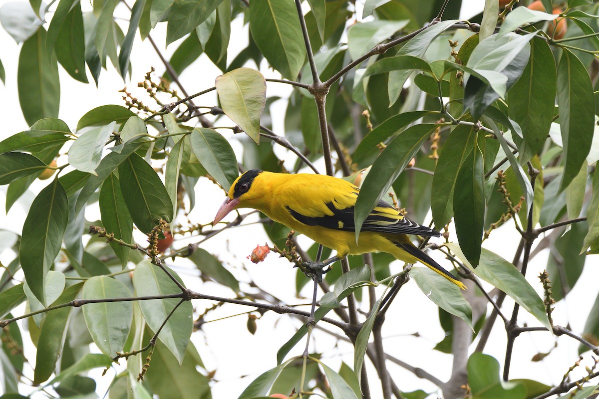 Black-naped Oriole - terence zahner