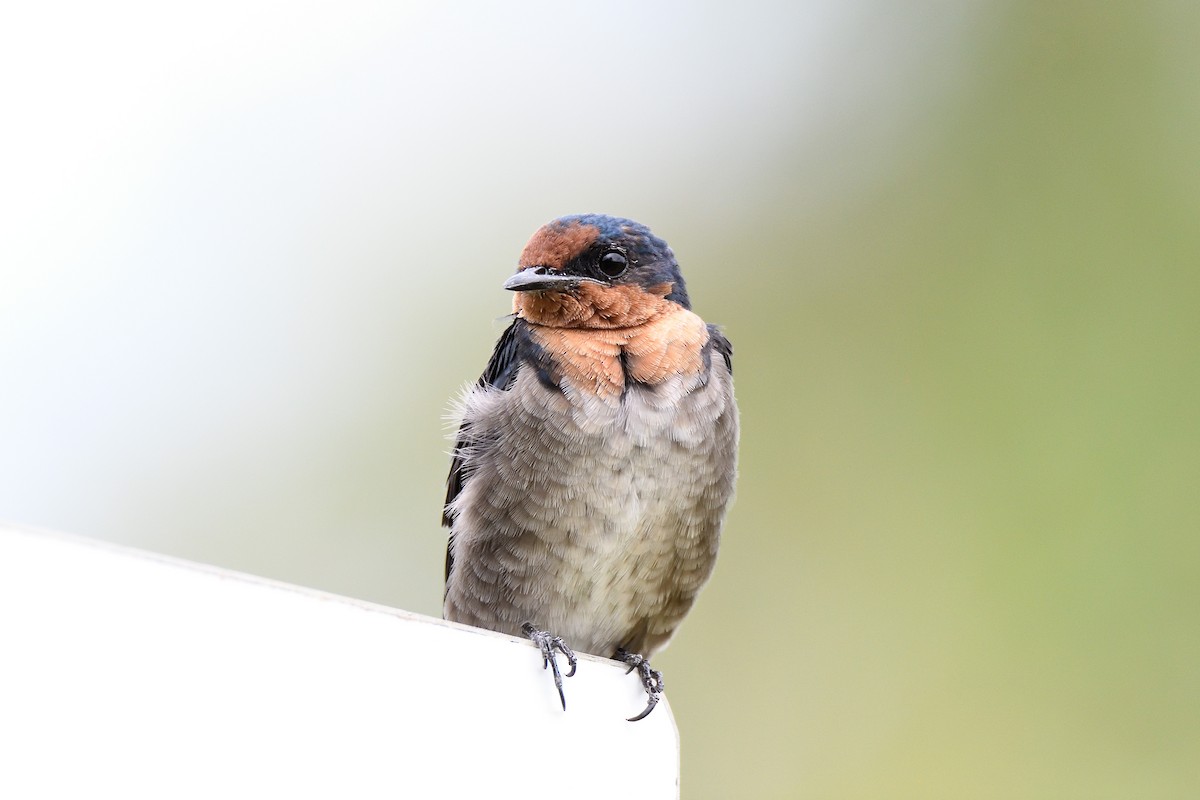 Pacific Swallow - ML171455981