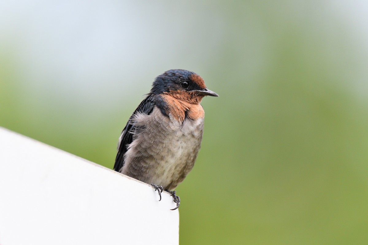 Pacific Swallow - ML171456041