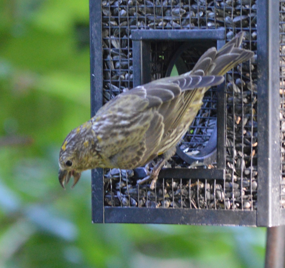 Red Crossbill - ML171456581