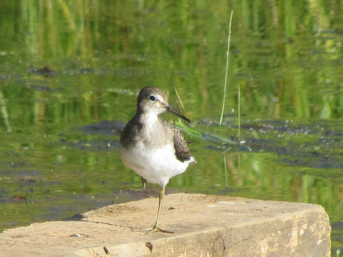 Solitary Sandpiper - ML171458021