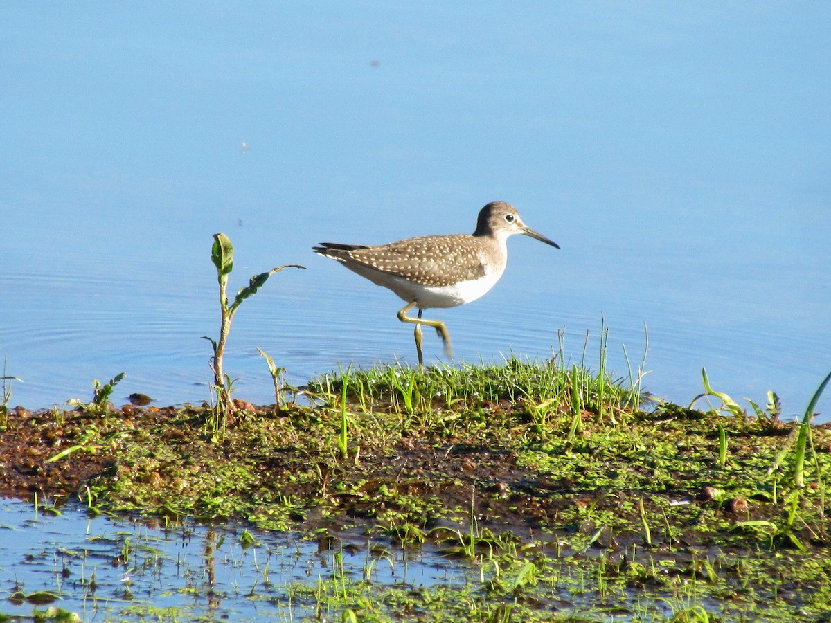 Solitary Sandpiper - ML171458101