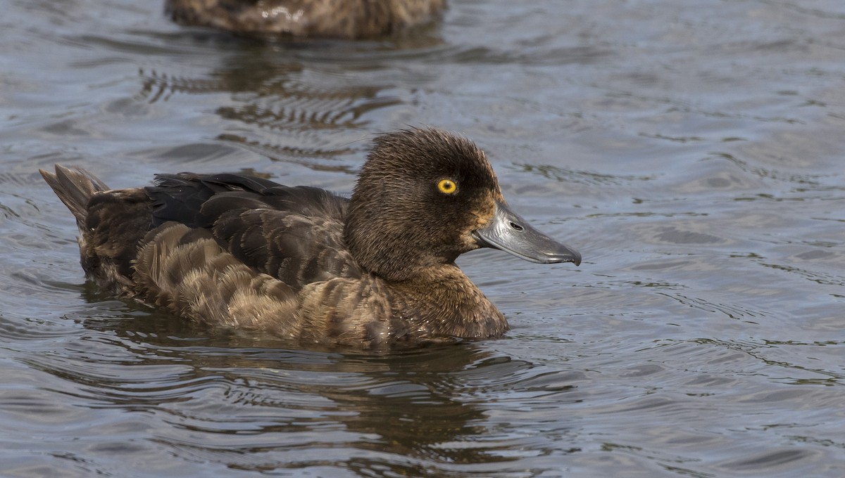 Tufted Duck - Caleb Putnam