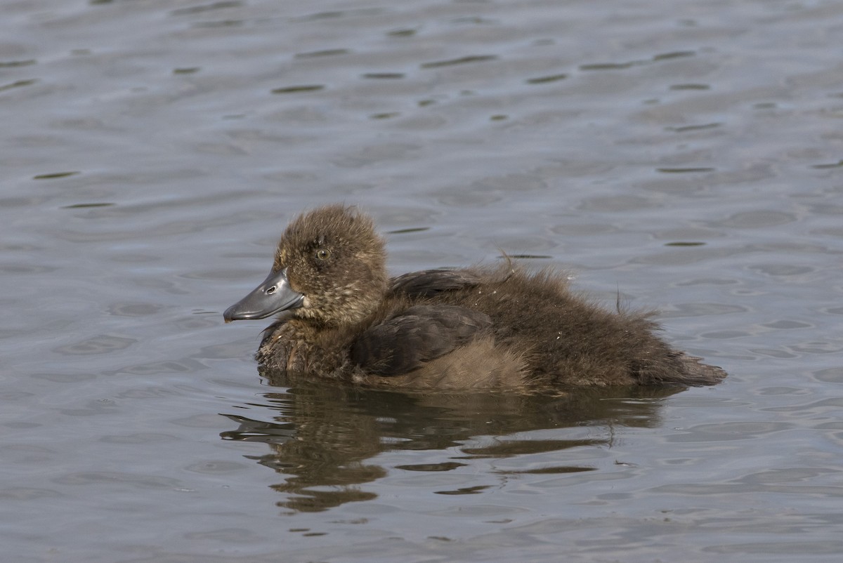 鳳頭潛鴨 - ML171459111