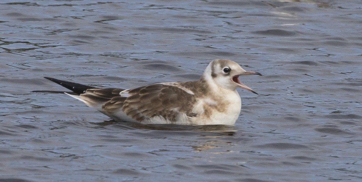 Black-headed Gull - ML171459121