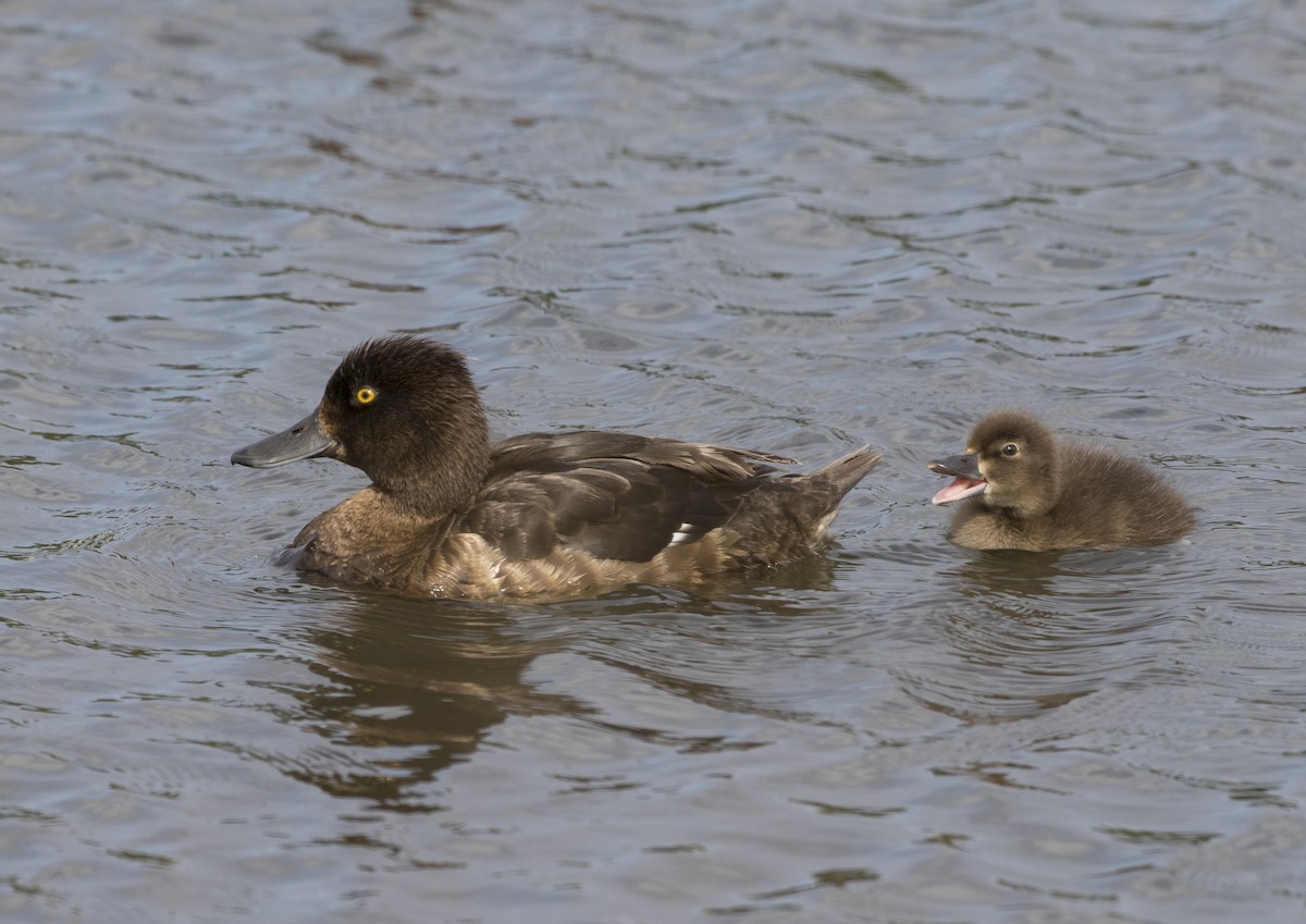 鳳頭潛鴨 - ML171459131