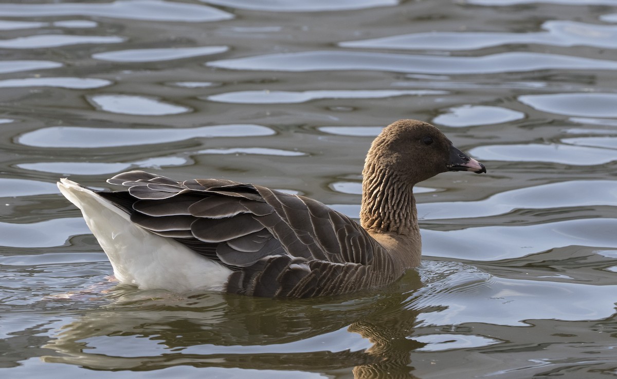 Pink-footed Goose - ML171459151