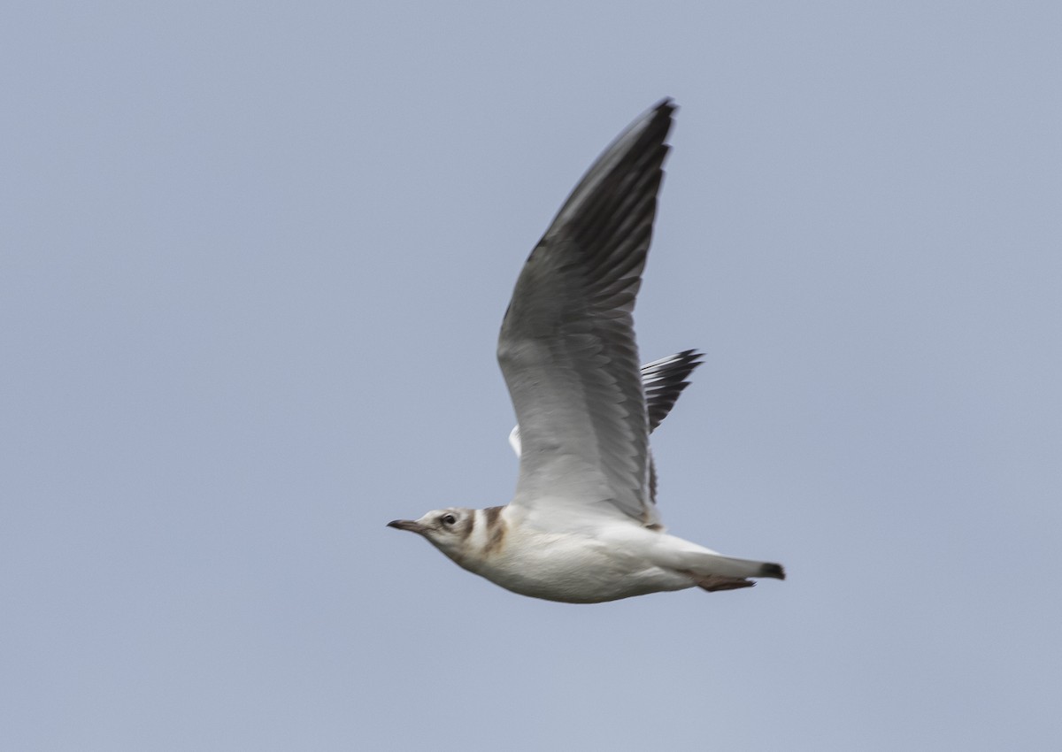 Black-headed Gull - ML171459161