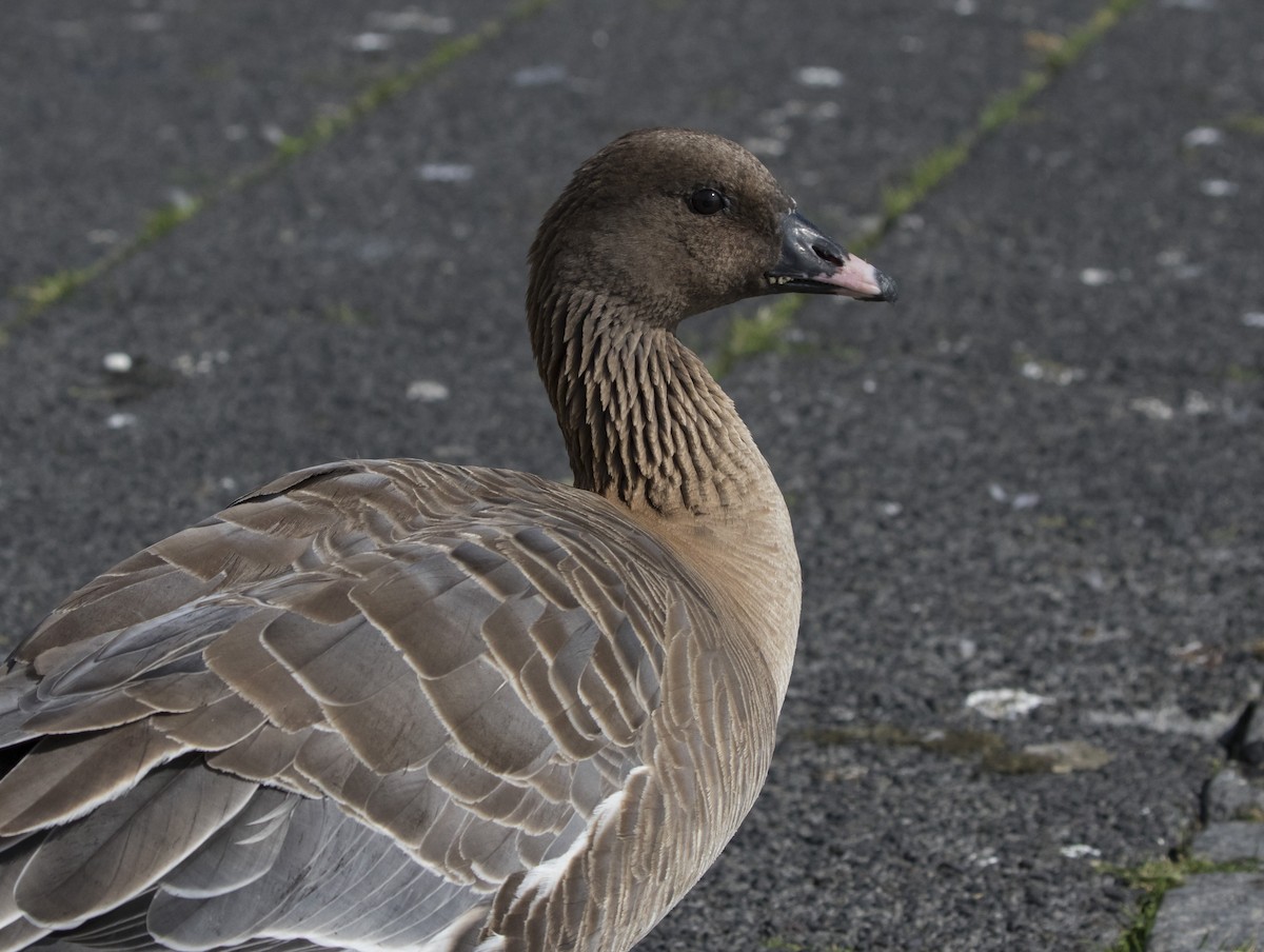 Pink-footed Goose - ML171459201