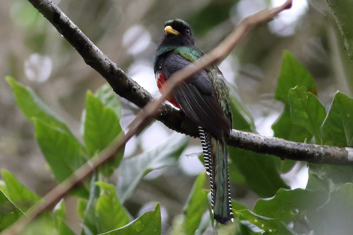 Collared Trogon - ML171460991