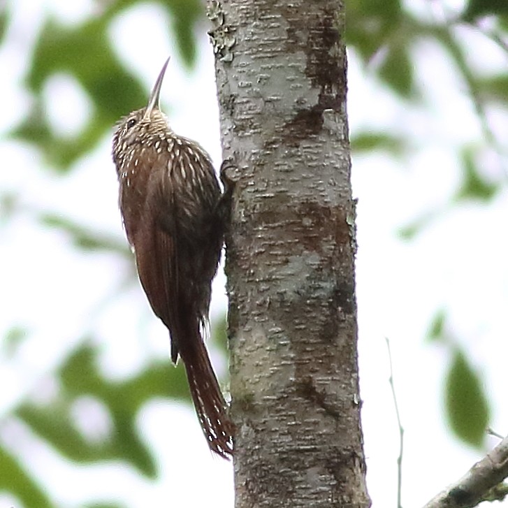 Streak-headed Woodcreeper - ML171461091