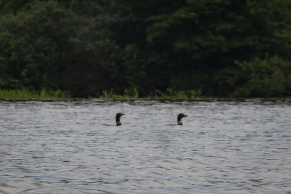 Common Loon - ML171462941