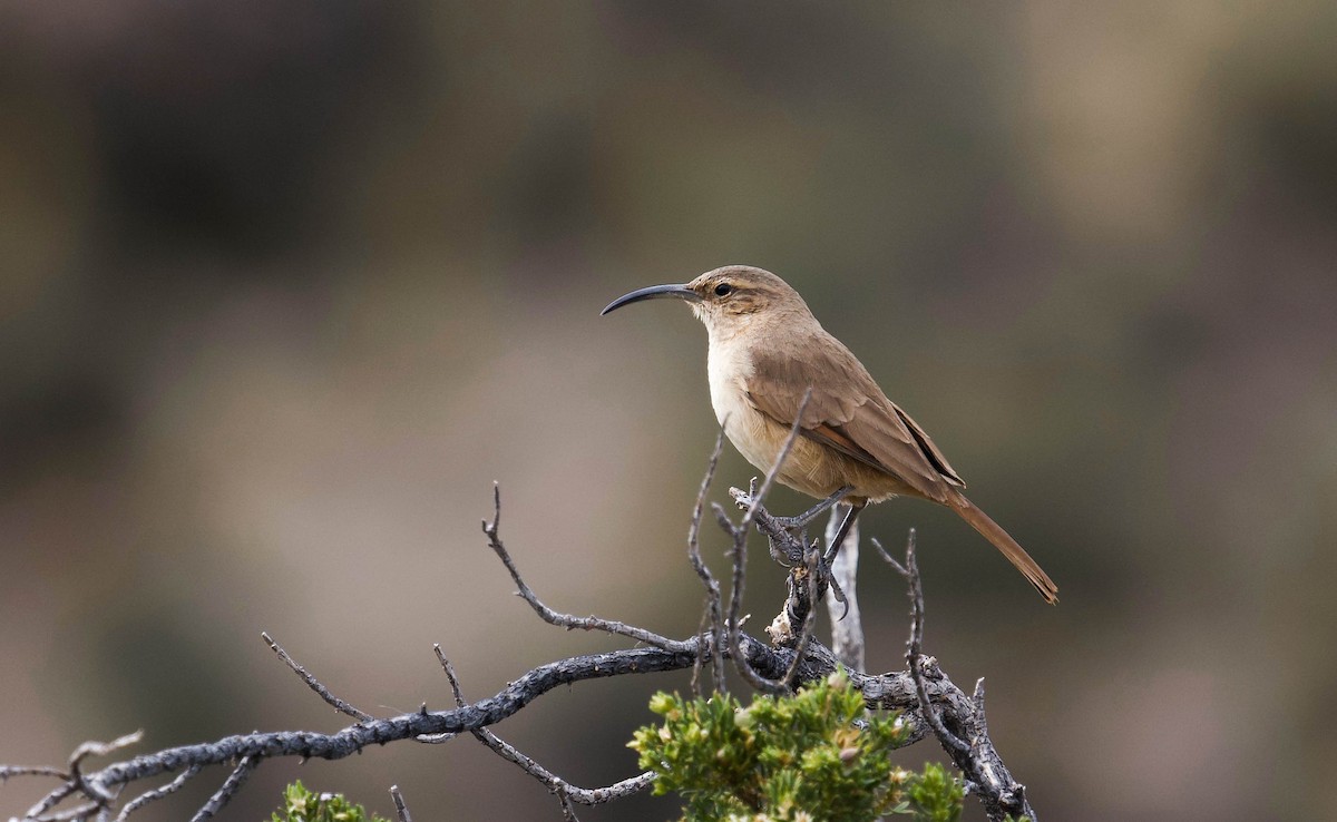 Buff-breasted Earthcreeper (Plain-breasted) - ML171464471