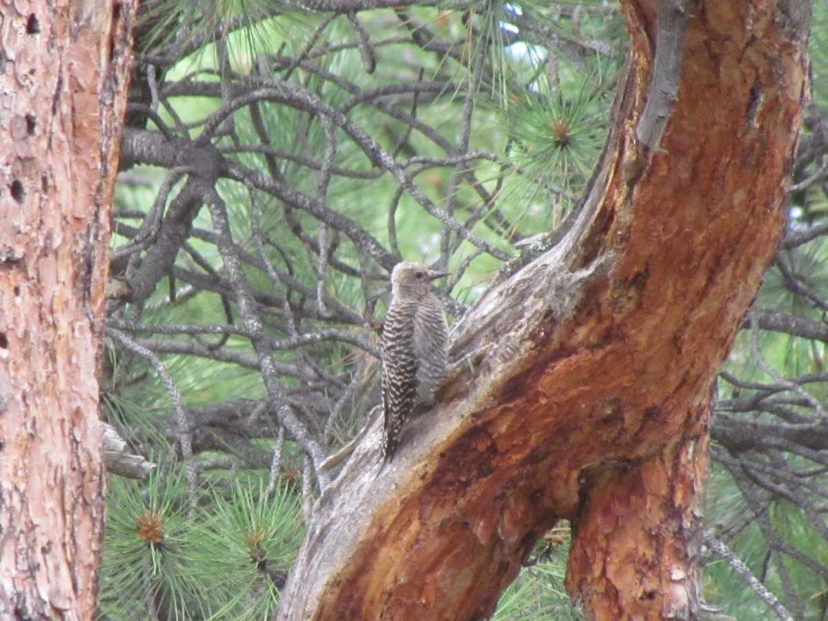 Williamson's Sapsucker - ML171465061
