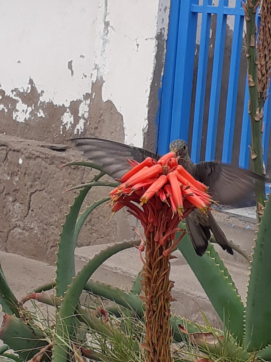 Giant Hummingbird - Alejandra Ortega saavedra