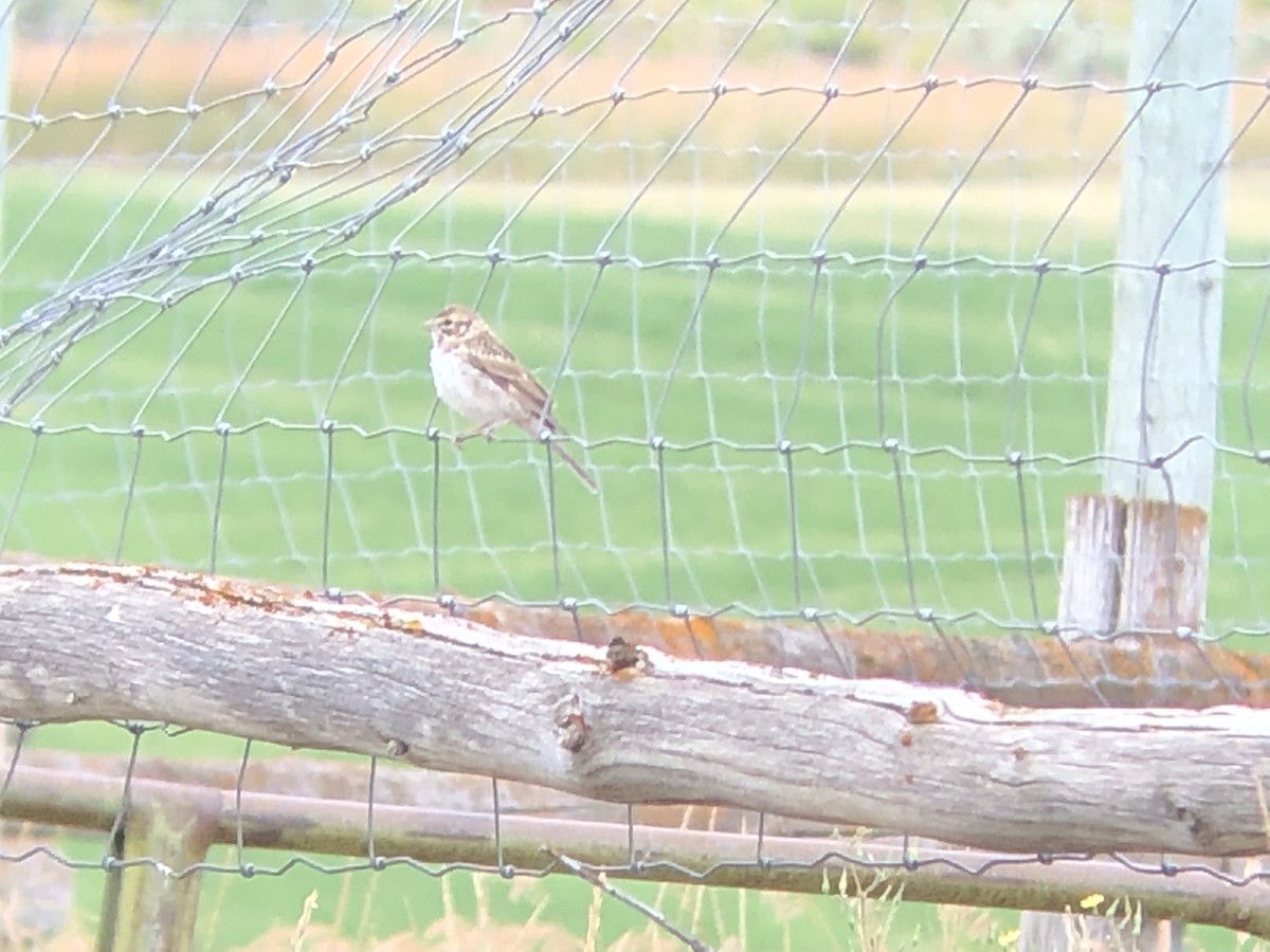 Chipping Sparrow - Kent Kleman