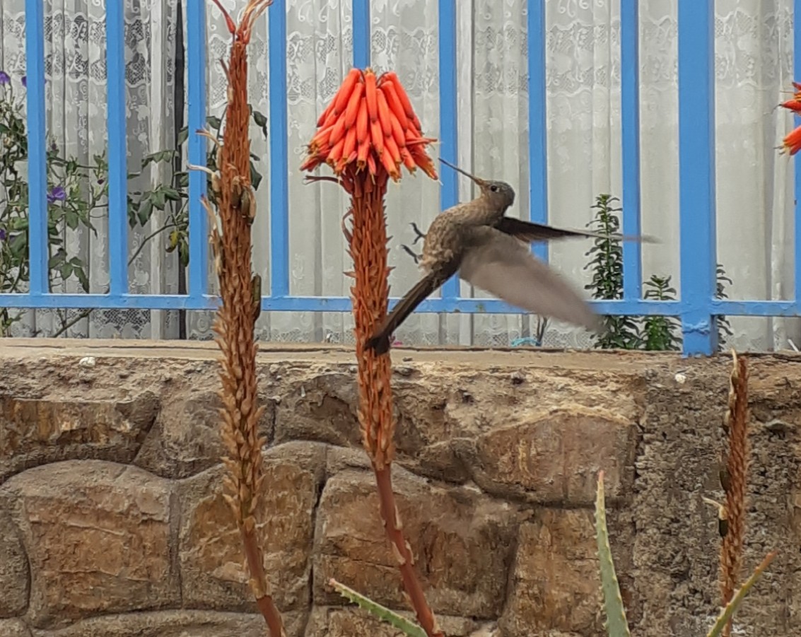 Giant Hummingbird - Alejandra Ortega saavedra