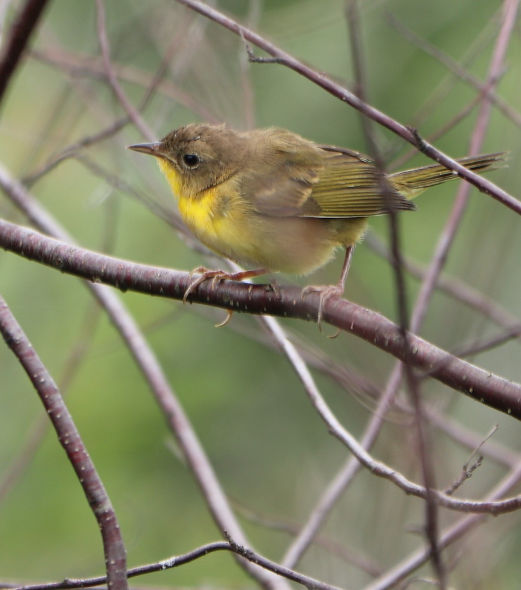 Common Yellowthroat - ML171467581