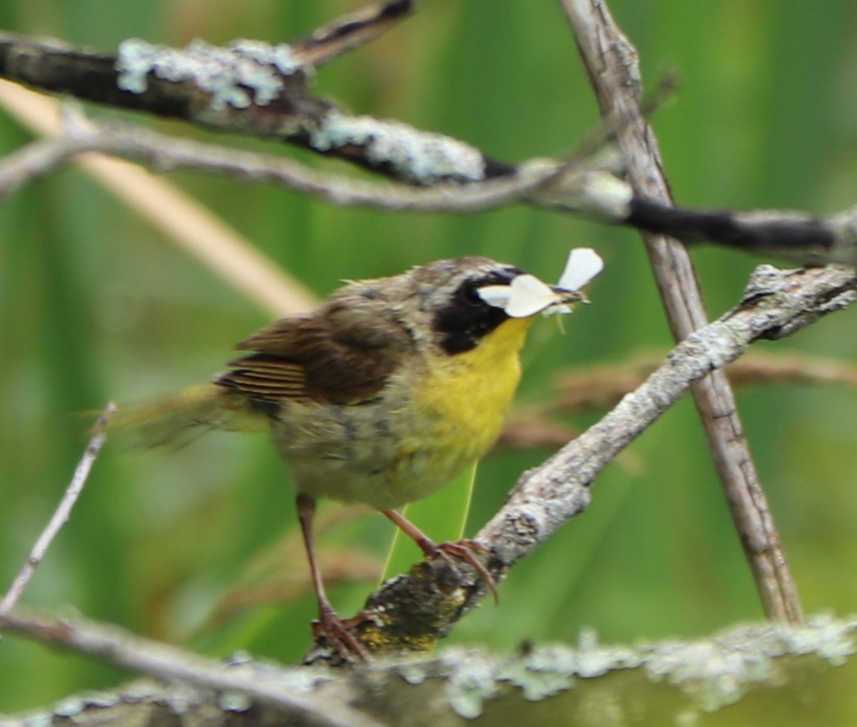 Common Yellowthroat - ML171467671