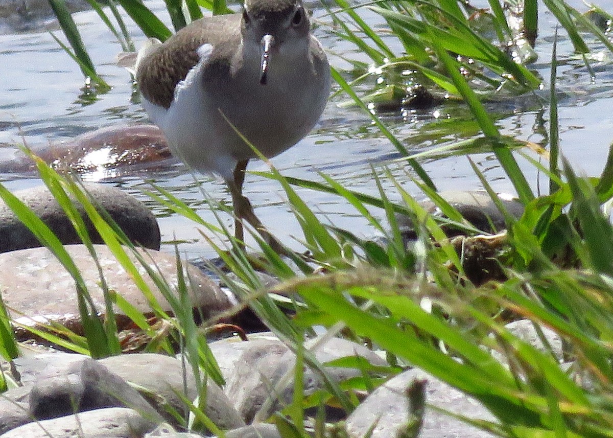 Spotted Sandpiper - ML171468951