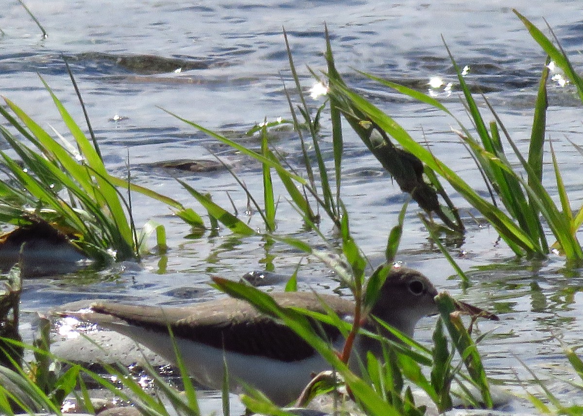 Spotted Sandpiper - Betsy Taylor