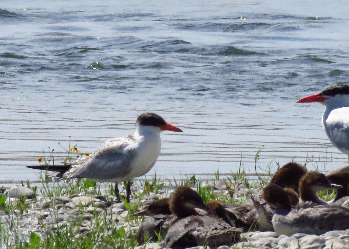 Caspian Tern - ML171469761