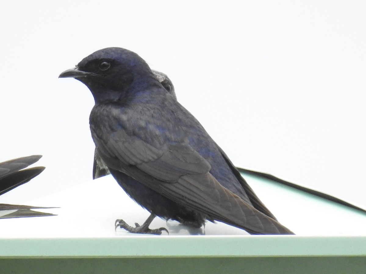 Purple Martin - David Whitehouse