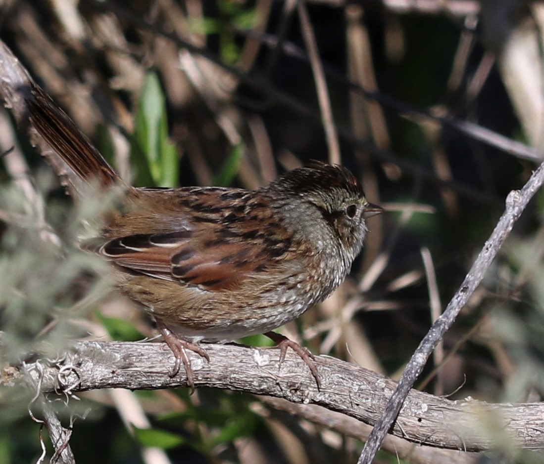 Swamp Sparrow - ML171470501