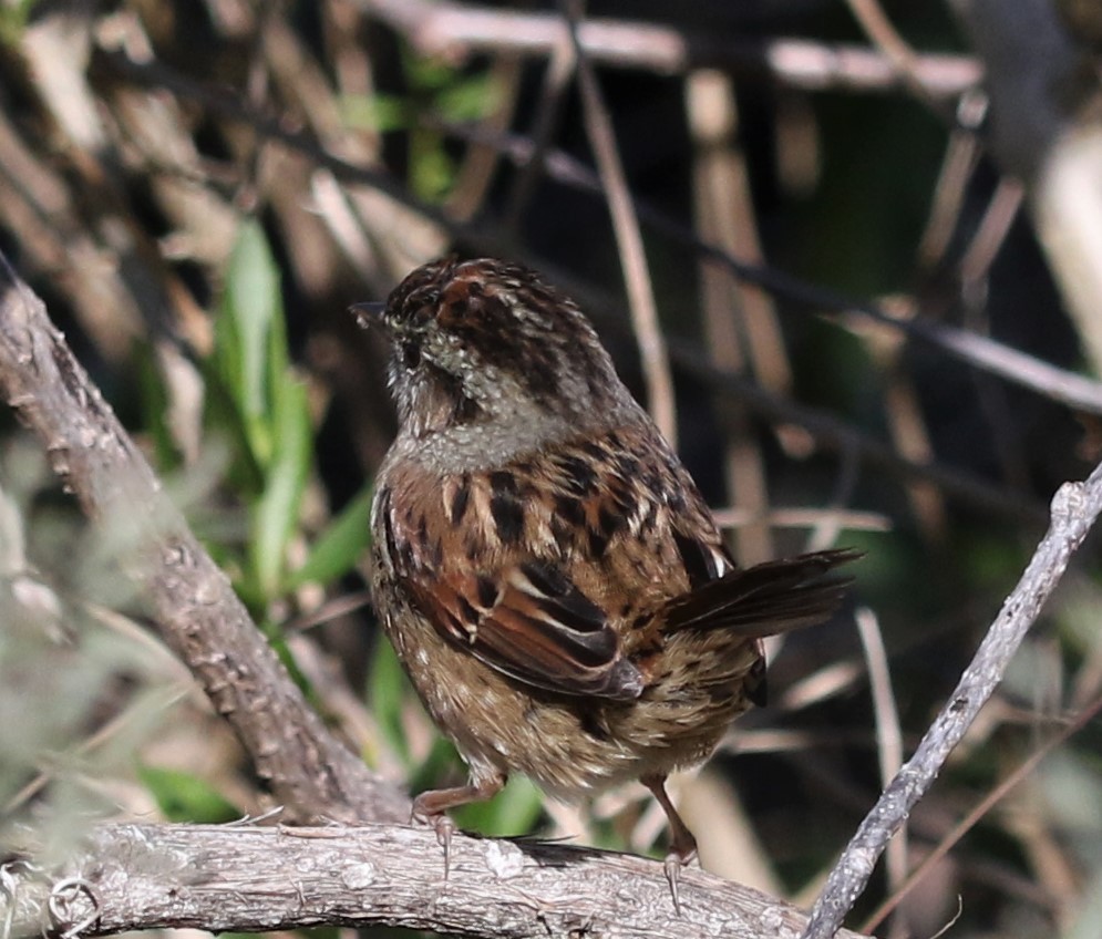 Swamp Sparrow - ML171470511