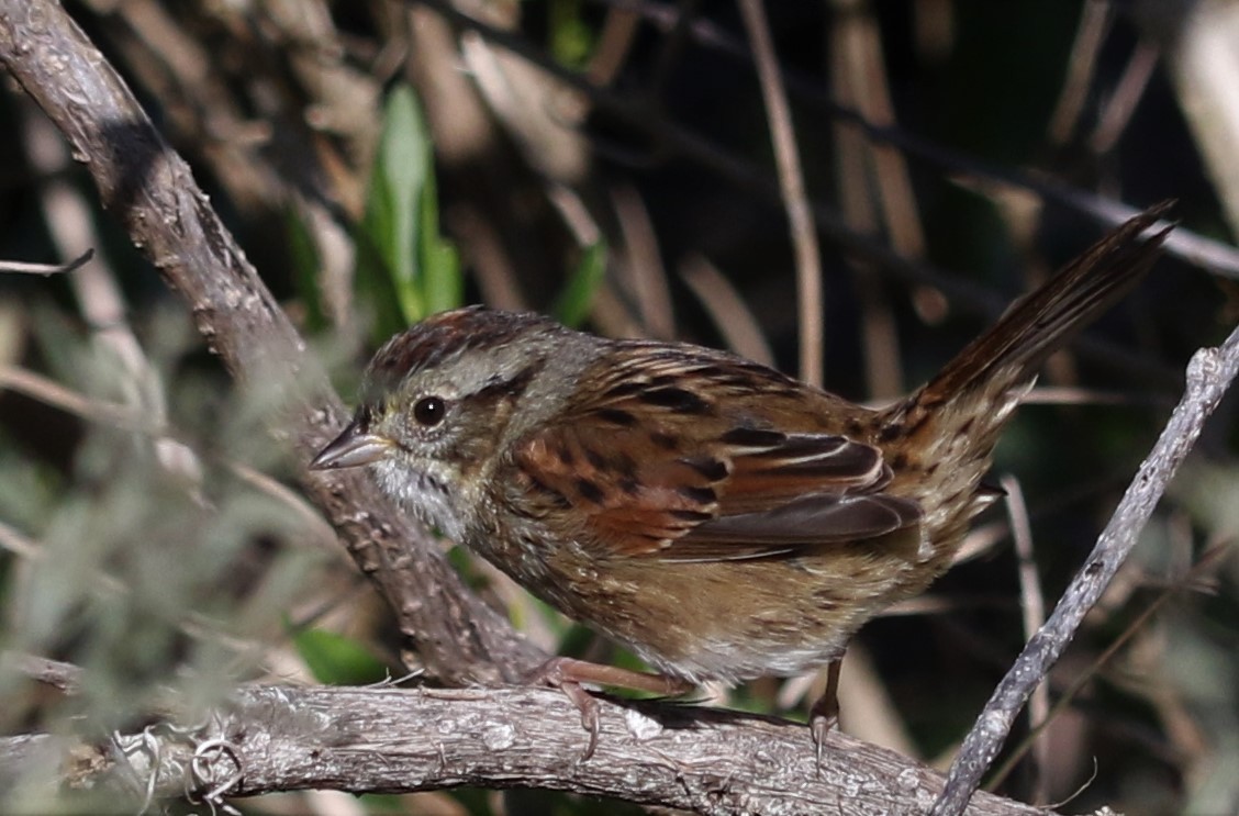 Swamp Sparrow - ML171470531